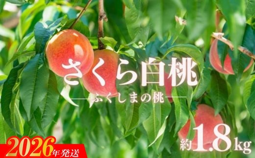 No.2887もも 晩成種「さくら白桃」 約1.8kg【2026年発送　先行予約】