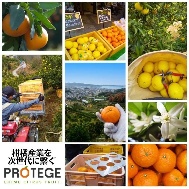【2027年4月下旬頃から順次発送】カラマンダリン 家庭用 2.5kg 愛媛県 松山市 【PT0481】