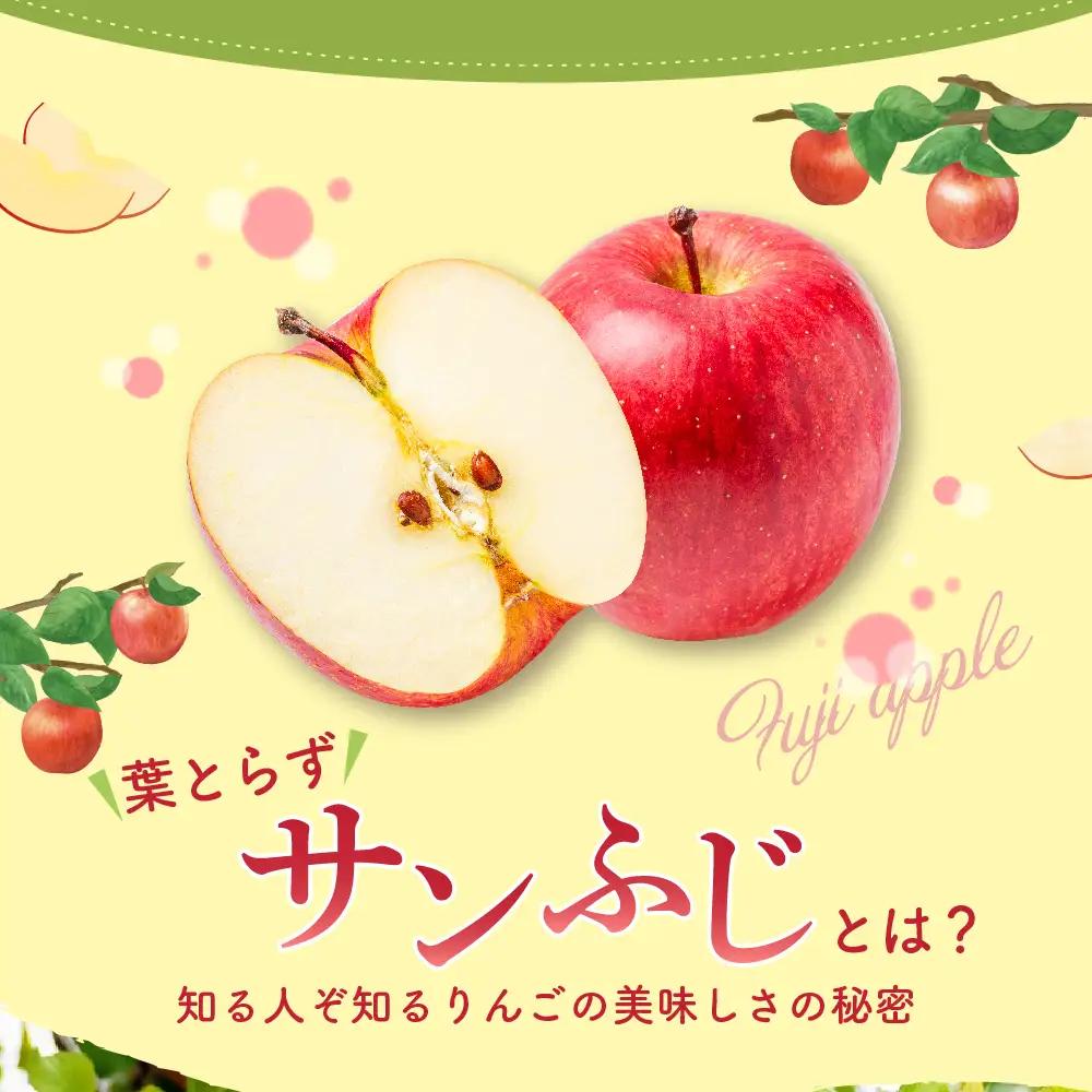 【2026年11月下旬発送】りんご 葉取らずサンふじ 10kg 程度 青森りんご