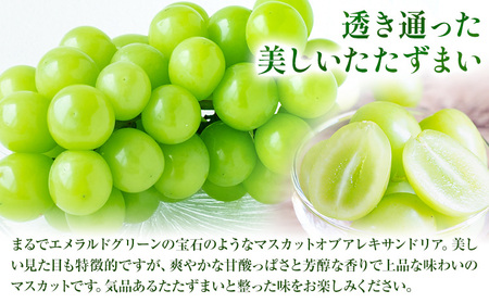 【2027年先行予約】秋のマスカットオブアレキサンドリア 2～3房 計約1.0kg 環山堂株式会社 ぶどう