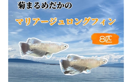 メダカ マリアージュロングフィン 観賞魚 幼魚〜若魚 メダカ【8匹】