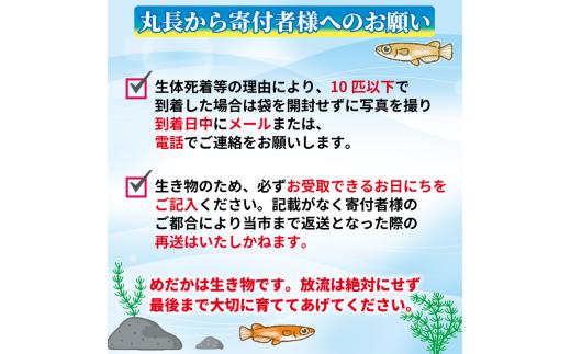 129-11 魚介 魚類 魚 サファイア オス・メス ランダム 10匹 めだか 飼育 初心者 おすすめ 水槽 インテリア 生物 鑑賞 美 静岡県 牧之原市 丸長