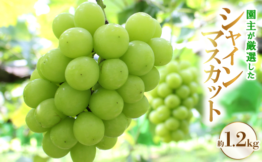 園主が厳選した「シャインマスカット」【配送不可地域：離島・北海道・沖縄県】