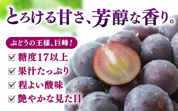 果物 巨峰 ぶどう ブドウ 葡萄 果物 フルーツ 巨峰