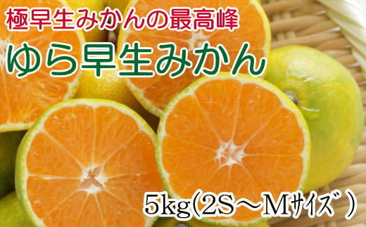 【極早生みかんの逸品】有田産ゆら早生みかん 約5kg※2025年10月中旬～11月中旬頃から順次発送【tec801A】