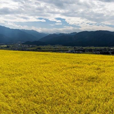 ふるさと納税 南魚沼市 【令和5年産 】 南魚沼産コシヒカリ「特別栽培米(アファス認証)」精米5kg |  | 03
