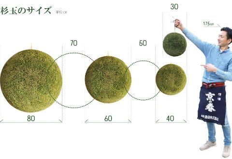 日本酒ライフに彩りを！杉玉直径30㎝。自宅やお店のインテリアに【67-1】