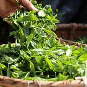 狭山茶 高級煎茶(深蒸し茶) 100g×3袋 | 狭山茶 お茶