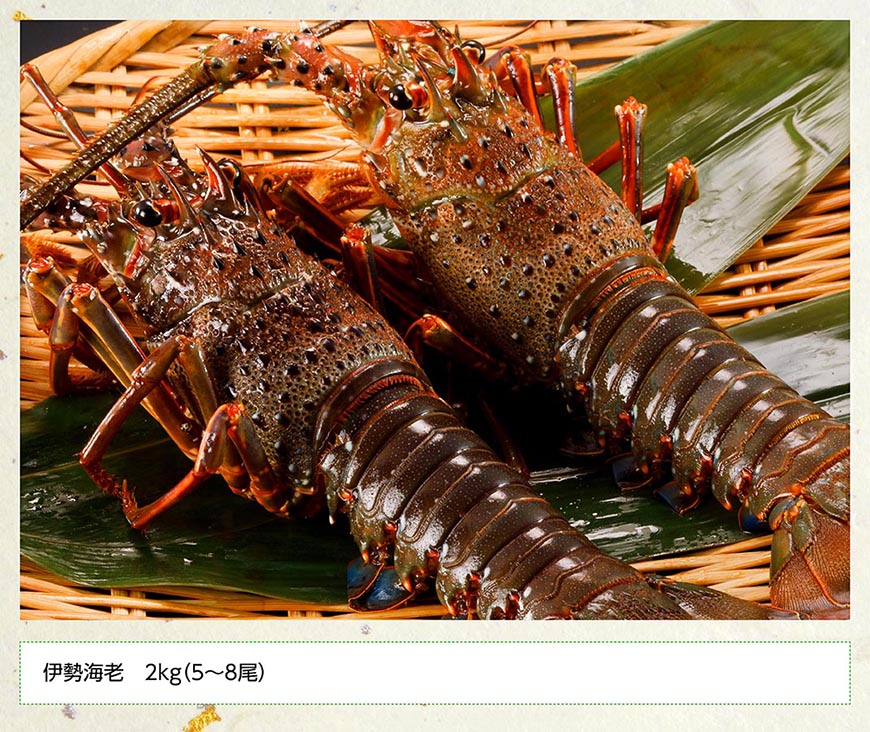 【漁協直送！】伊勢海老2kg（5～8尾） 【 魚介類 えび 伊勢えび イセエビ 】[B01705]