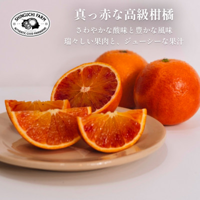 創業百八年 愛媛みかんの老舗【ブラッドオレンジ 5kg】新口農園【C70−18】【1470701】