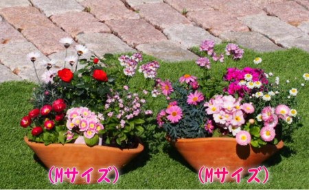 可愛いピンクのお花たっぷりの寄せ植え(舟形Mサイズ)2個 植物