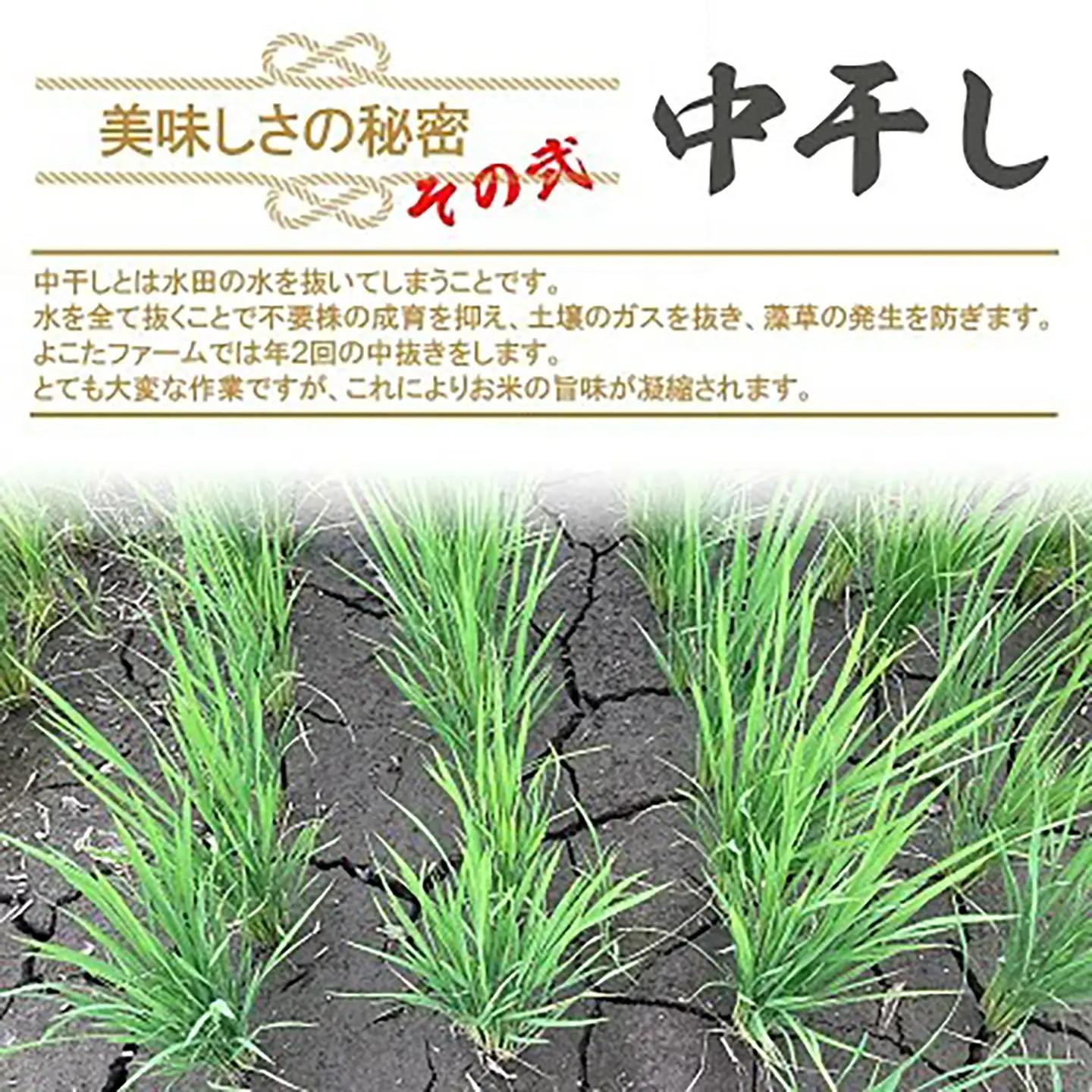 【玄米】令和7年産 コシヒカリ玄米 10kg 米