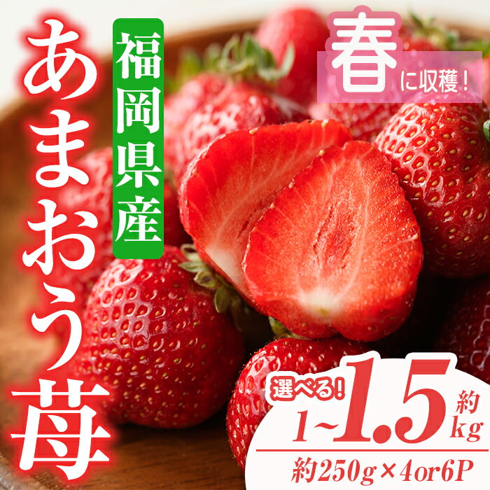 【ふるさと納税】＜容量を選べる・先行予約受付中！2026年2月上旬～2026年3月末に順次発送予定＞あまおう苺・春(計約1kg or 1.5kg)いちご 苺 フルーツ 果物 くだもの 福岡限定 家庭用 冷蔵 ＜離島配送不可＞【ksg0045・ksg0101】【南国フルーツ】