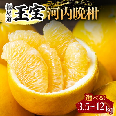 【ふるさと納税】【愛媛名産】玉宝河内晩柑　3.5kg/6kg/12kg_ みかん 河内晩柑 かわちばんかん 玉宝 ジューシーオレンジ 和製グレープフルーツ 愛媛のみかん 柑橘 果物 くだもの フルーツ 美味しい さっぱり 愛媛 ご当地 愛媛県 八幡浜市 人気 送料無料 【G1511374】