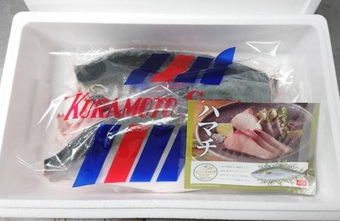 オリーブハマチ　冷凍　カマ・鱗付き半身２枚　約3kg（原体4.6kg）【B-55】【予約受付：令和8年11月頃よりご用意でき次第発送！】