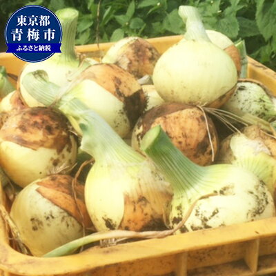 【ふるさと納税】新玉ねぎ4kg　お届け：2026年6月発送