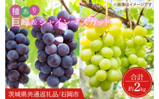 
                  【2026年9月より順次発送】シャインマスカット＆巨峰（種あり）セット 合計約2kg【茨城県共通返礼品/石岡市】【葡萄 ぶどう マスカット フルーツ 果物 くだもの 茨城県 水戸市】（IT-17）
                