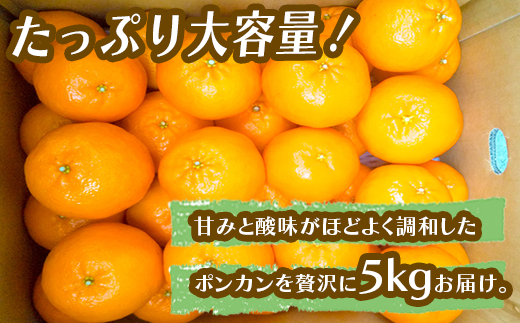 【 早期予約受付開始 】 2026年1月中旬より順次発送 立目産 ポンカン 秀品 贈答用 5kg 2026年 収穫分 柑橘 高知 須崎 TMS002