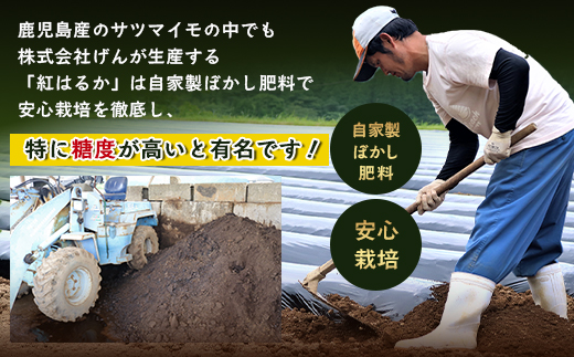 定期便 年4回 農家の感動シリーズA ( 冷凍焼き芋 ゴールドラッシュ 塩茹で落花生  紅はるか )