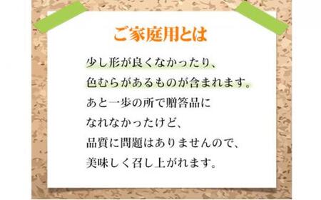 ぶどう 2024年 先行予約 ご家庭用 シャイン マスカット 晴王 約500g×2房 ブドウ 葡萄  岡山県産 国産 フルーツ 果物[No.5220-1472]