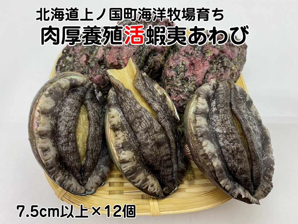 海洋牧場育ち養殖活蝦夷あわび（7.5cm以上×12個）　活アワビ　鮑　海鮮　産地直送　魚介類　海の幸　おせち食材　エゾアワビ　冷蔵　アワビ　BBQ食材　ギフト　贈答　バーベキュー　蝦夷鮑