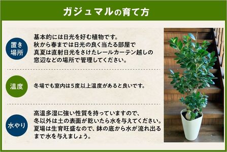 066-19 観葉植物 ガジュマル1鉢