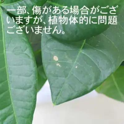 【観葉植物】パキラ 10号 ストライプバスケット鉢カバー 土の表面:ウッドチップ【観葉植物 インテリア 部屋 おしゃれ 福岡県 筑前町 送料無料 AG010】