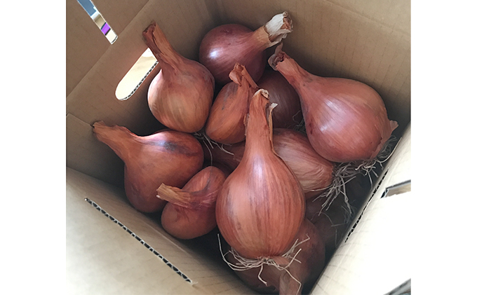 【2024年11月～発送】希少！香味 野菜 ベルギーエシャロット ふらの産 約2kg 北海道 富良野市 (岡本ファームズ) 新鮮 玉ねぎ 直送 道産 ふらの 送料無料 数量限定 先着順 