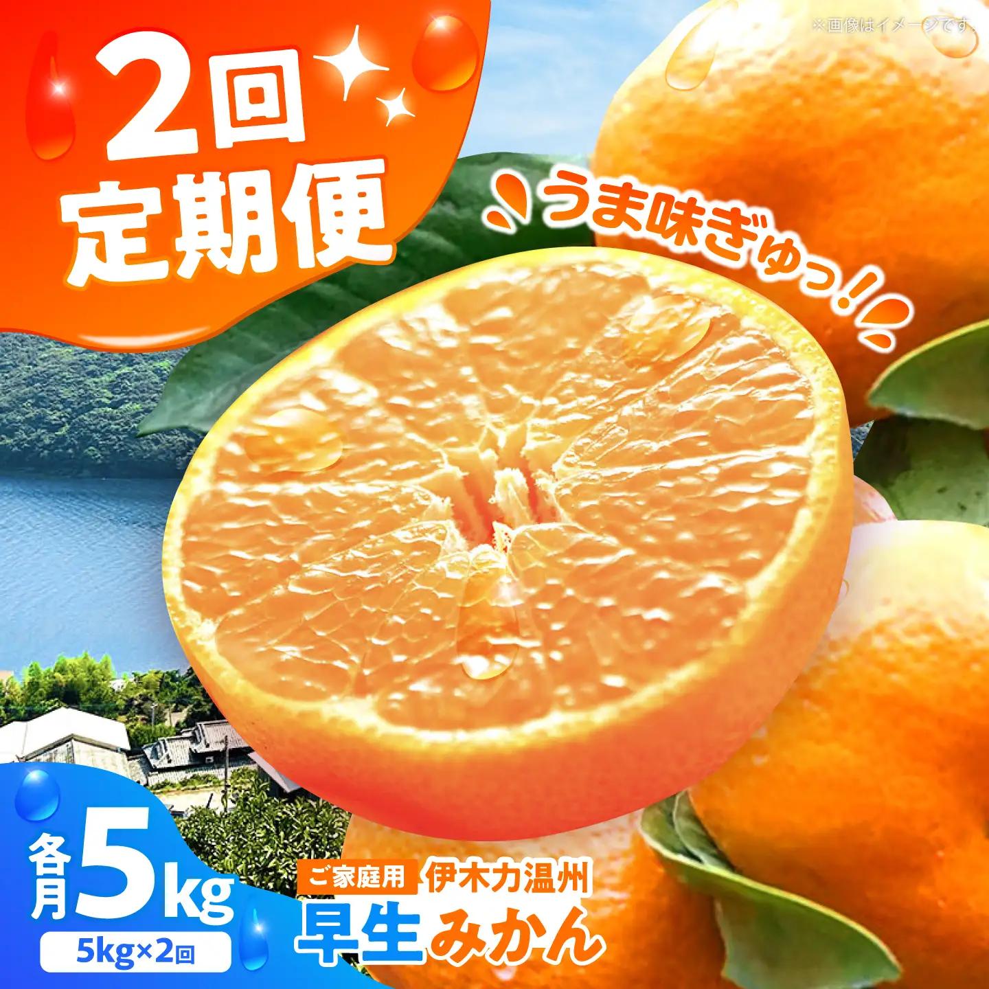 【2回定期便】伊木力温州みかん5kg (ご家庭用、箱入り) / 伊木力 温州みかん みかん ミカン 蜜柑 佐瀬 諫早 多良見 長崎 / 末永果樹園[AHBD010]