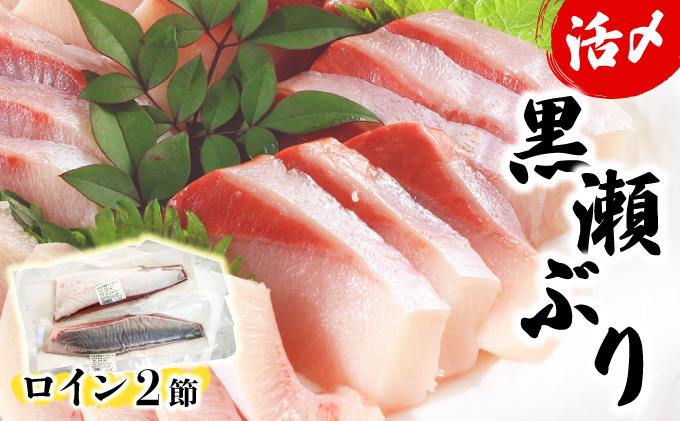 KU281-2604＜2026年4月発送分＞活じめ！黒瀬ぶりの生鮮ブリロイン2節（1.0kg前後）