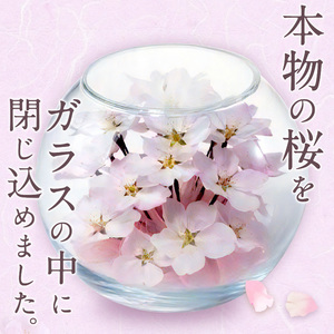 桜のボトルフラワー 〔Qb044〕