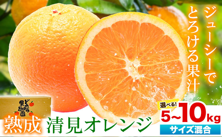
                  熟成 清見オレンジ 10kg 5kg どの坂果樹園《2026年3月上旬-5月中旬頃出荷》 和歌山県 日高町 清見オレンジ 旬 柑橘 フルーツ 果物 オレンジ 熟成
                