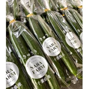 【産直】千葉県旭市産　奈良ファーム新鮮きゅうり50本　贈答にも【配送不可地域：離島】【1424420】