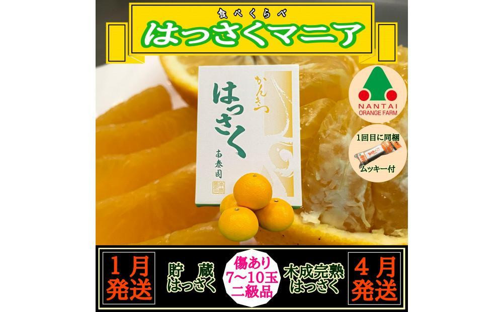 
1・4月発送 全2回 定期便 はっさく マニア 貯蔵 ＆ 木成完熟 傷あり 二級品 7 ～ 10玉 化粧箱 和歌山 有田 南泰園
