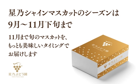 【先行受付】星乃シャインマスカット 数量限定 (岡山県産) 2房(1.3kg以上)【配送不可地域：離島・北海道・沖縄県】【1418970】