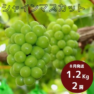 岡山県 勝央町産 シャインマスカット 1.2kg以上(2房) ＜8月発送＞ _A24