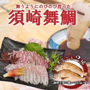 漁師自慢の逸品「須崎舞鯛」 お刺身用 2匹分 鯛 タイ たい 人気 刺身 高知 須崎