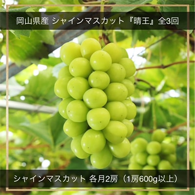 【発送月固定定期便】岡山県産 シャインマスカット『晴王』定期便全3回【配送不可地域：離島・北海道・沖縄県】