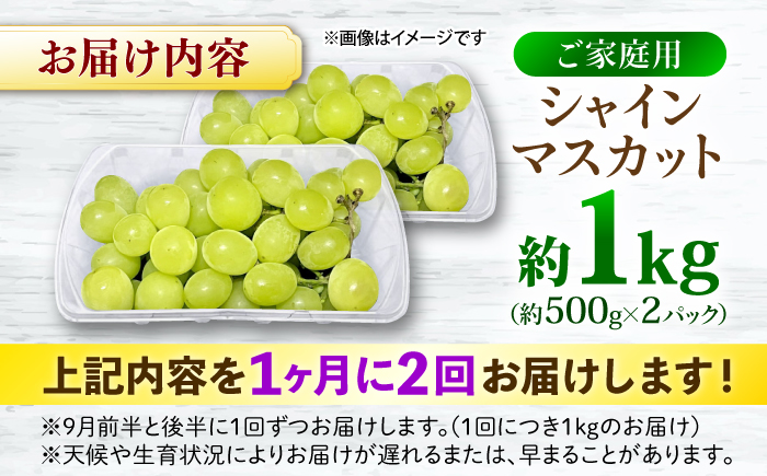 【先行予約】【月2回お届け】【9月上旬から9月末に順次発送】【訳あり】シャインマスカット 約1kg×2回 露地栽培 シャインマスカット マスカット 果物 フルーツ 葡萄 ぶどう 三次市/西田ぶどう園 