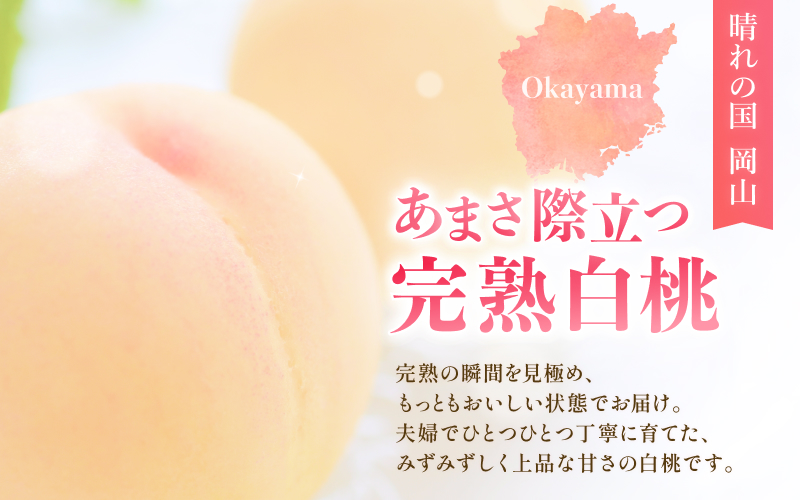 桃【2026年先行予約】完熟の岡山白桃 約1.4kg（4～6玉）ご家庭用 品種お任せ＜はなよめ、加納岩白桃、晴れ未来（早生白鳳）、白鳳、なつごころ、清水白桃、おかやま夢白桃、川中島白桃、白皇＞ご家庭用
