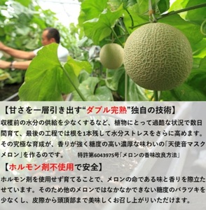 天使音（あまね）マスクメロン　グラン・べべ　1玉【配送不可：離島】