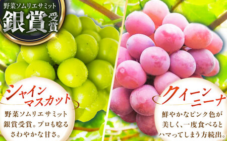 【先行予約：2026年8月中旬より発送】訳あり シャインマスカット 1房 クイーンニーナ 1房[AIAB013]