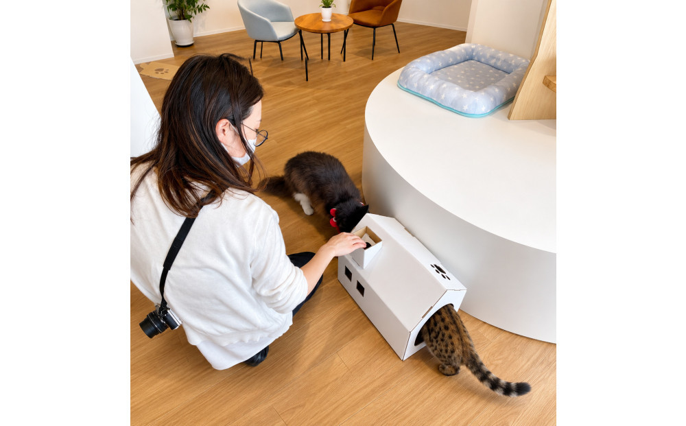 【白色】キャッツプレイハウス＆専用つめとぎ10枚セット