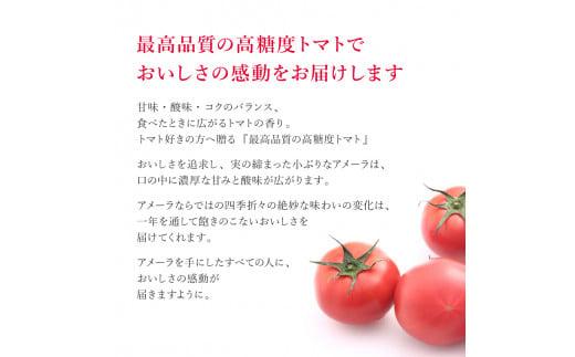 高糖度 ミニトマト アメーラルビンズ ゴールド トマト 5パック セット 糖度 10度 以上 化粧箱入り 産地 直送 新鮮 旬の 野菜 高級 フルーツトマト 甘い ジュース にも