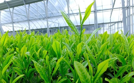 【新茶 ティーバッグ 6袋】先行予約 2027年度産 新茶 煎茶ティーバッグ お茶 静岡 日本茶  小栗農園 牧之原市 静岡県