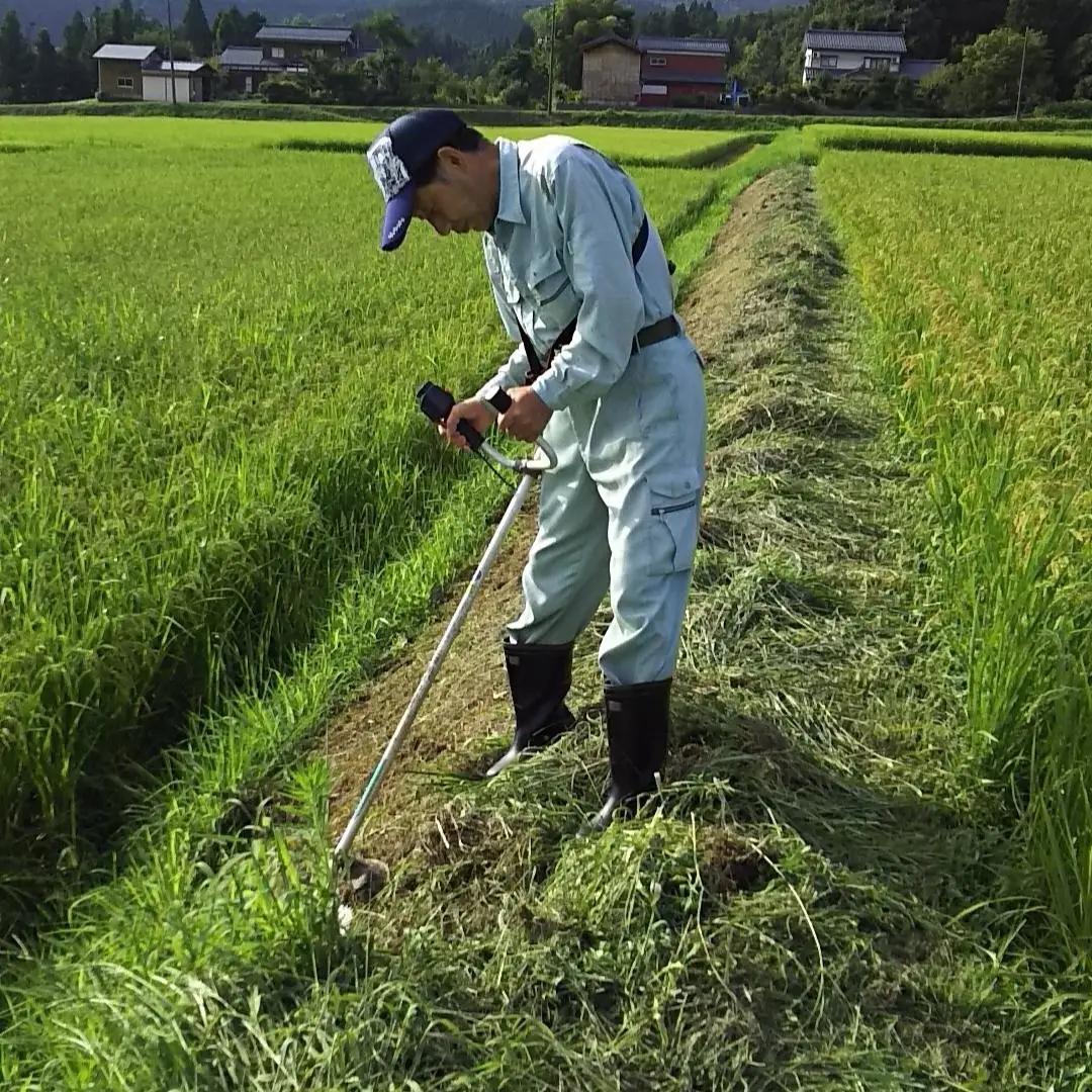 新潟県認証特別栽培米 下田コシヒカリ 5kg  令和7年産 三条市産 こしひかり 特別栽培米 堀江農園