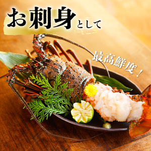 伊勢海老 特大 約6.3kg 約700g×9尾 伊勢えび 伊勢エビ いせえび イセエビ 海老 えび エビ 海鮮 海産物 海の幸 おせち 高級 国産 海鮮 ギフト 【配送日指定】