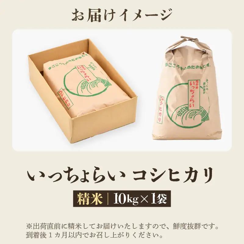 【先行予約】【令和8年産・新米】【一等米】いっちょらい 精米 10kg×1袋 ／ 福井県産 ブランド米 コシヒカリ ご飯 白米 お米 コメ 新鮮 大賞 受賞 新米 福井県あわら産 ※2026年9月下旬