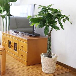 【観葉植物】パキラ 7号 ホワイトバスケット鉢カバー 高さ：約80cm～1m内外(鉢底より) ｜観葉植物 インテリア 部屋 おしゃれ 福岡県筑前町 送料無料