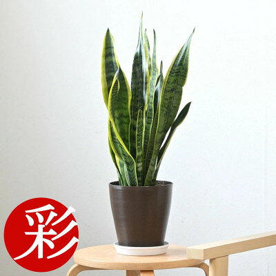 【ふるさと納税】観葉植物 サンスベリア・ローレンティー 6号鉢(鉢カバーなし)【配送不可地域：離島・沖縄県】【1707575】